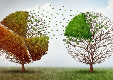 TasklyHub Featured Blog Image of trees losing leaves